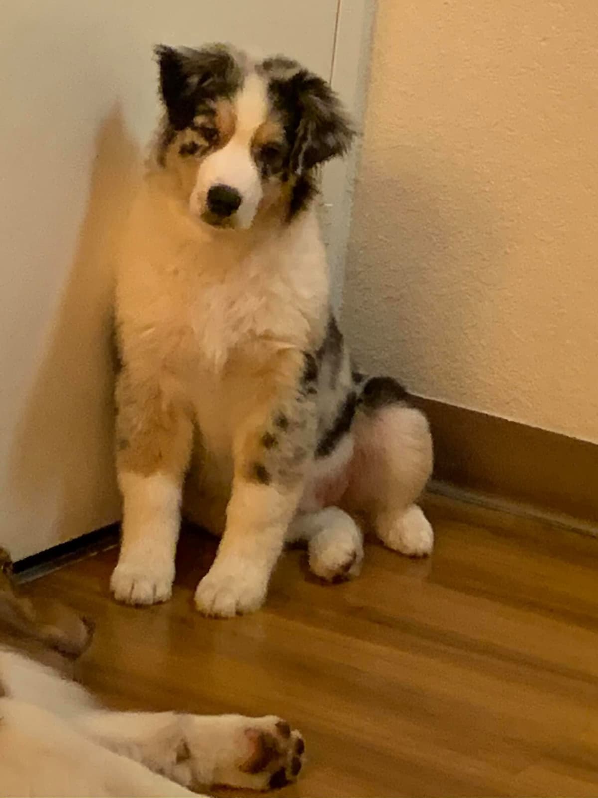 Australian Shepherd Puppies breeder image 8