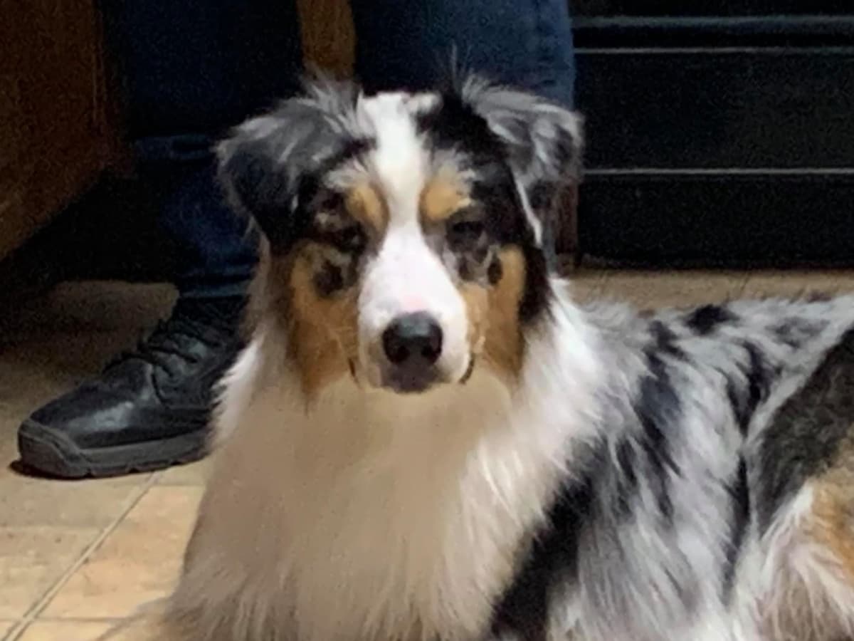 Australian Shepherd Puppies breeder image 9