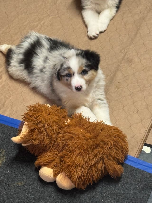 Australian Shepherd Puppies media 2