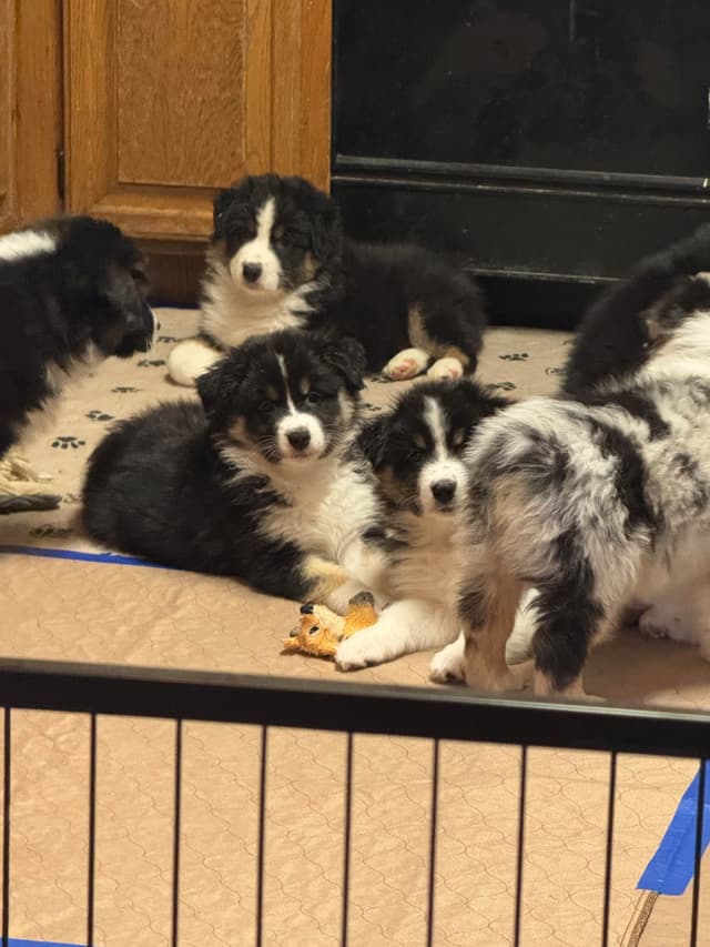 Australian Shepherd Puppies media 3