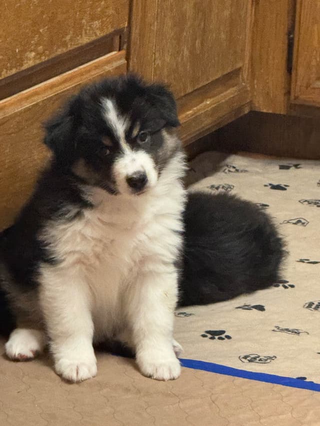 Australian Shepherd Puppies media 5