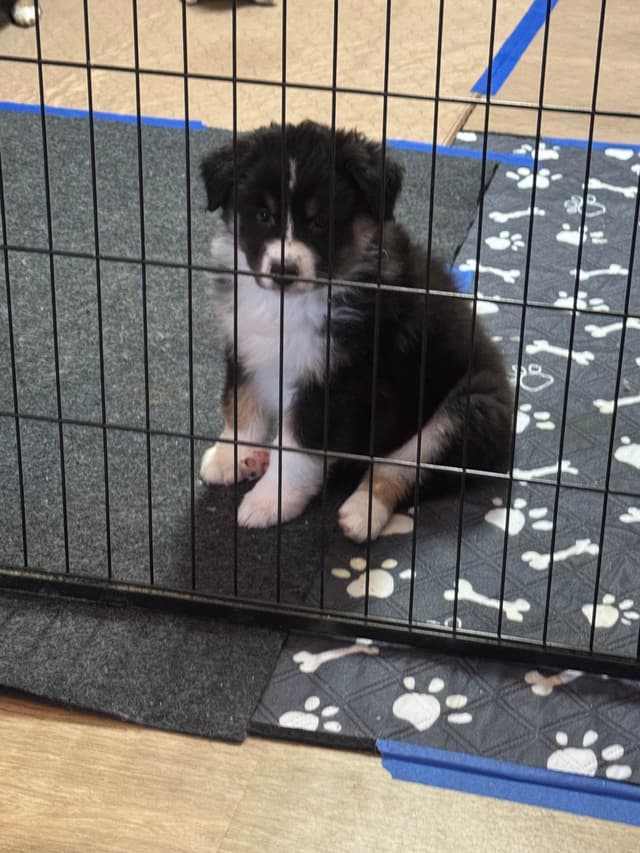 Australian Shepherd Puppies media 4