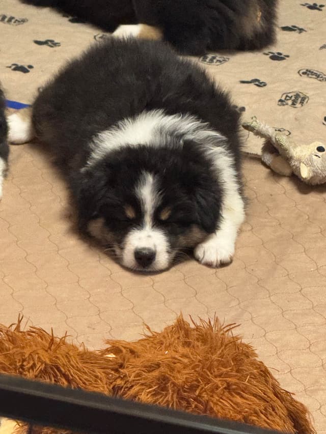 Australian Shepherd Puppies media 6