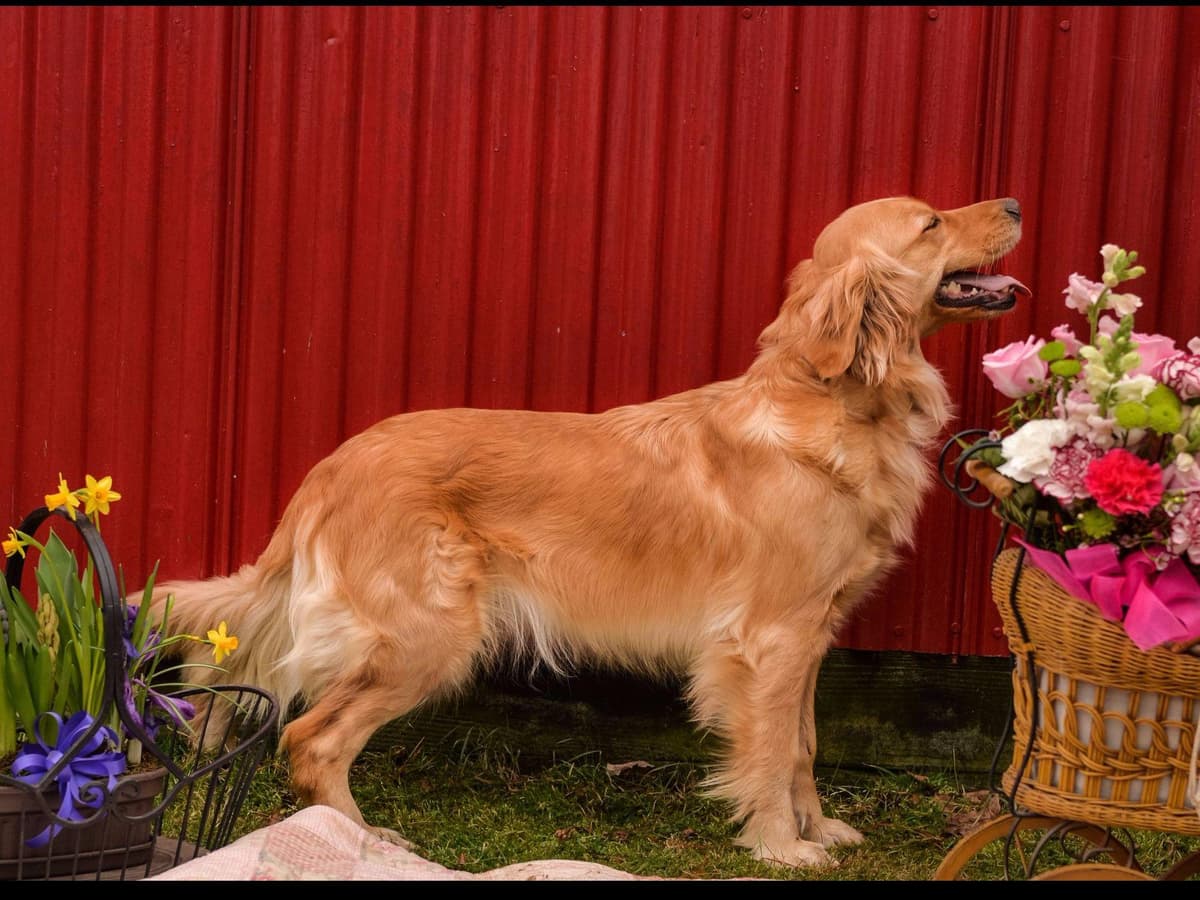 Golden Retriever Puppies breeder image 1