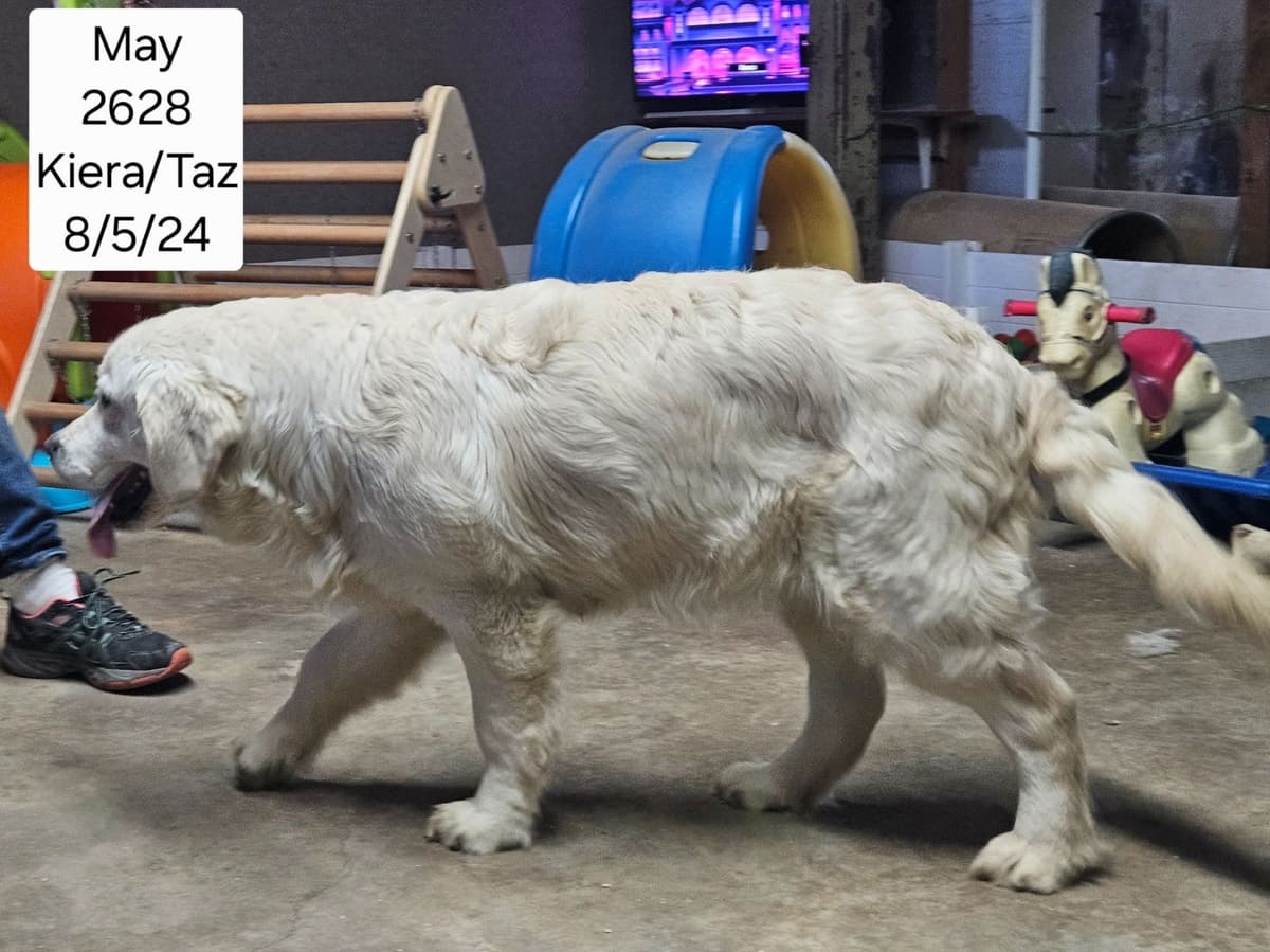 Golden Retriever Puppies breeder image 5