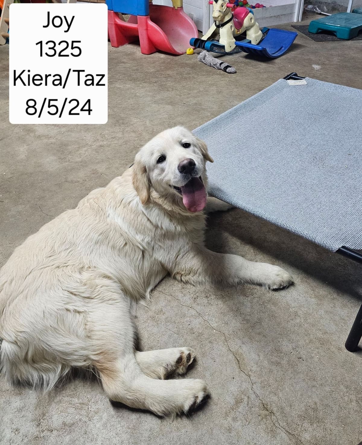 Golden Retriever Puppies breeder image 6
