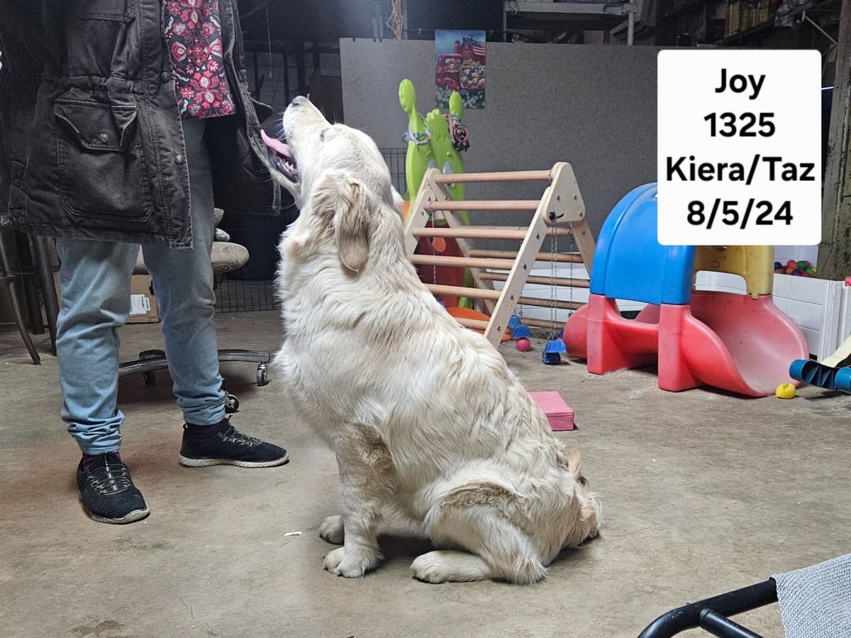 Golden Retriever Puppies breeder image 7