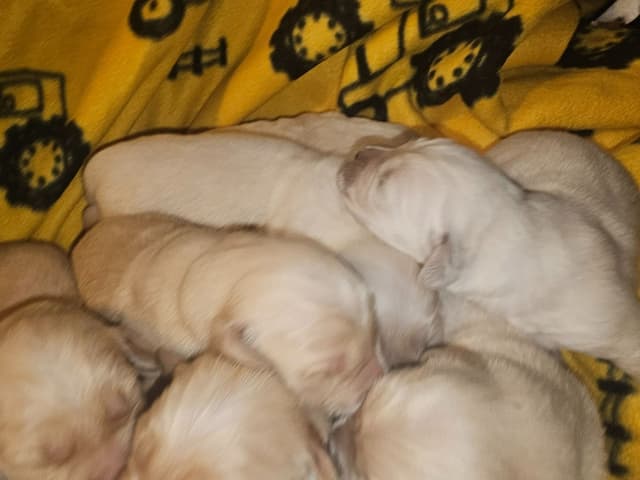 Golden Retriever Puppies media 3