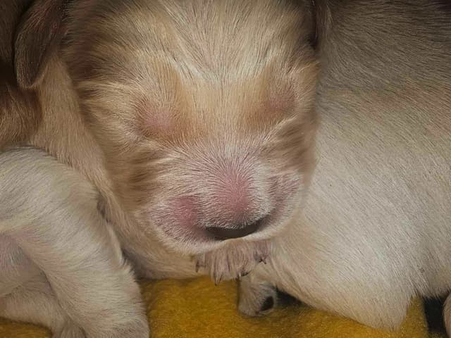 Golden Retriever Puppies media 4