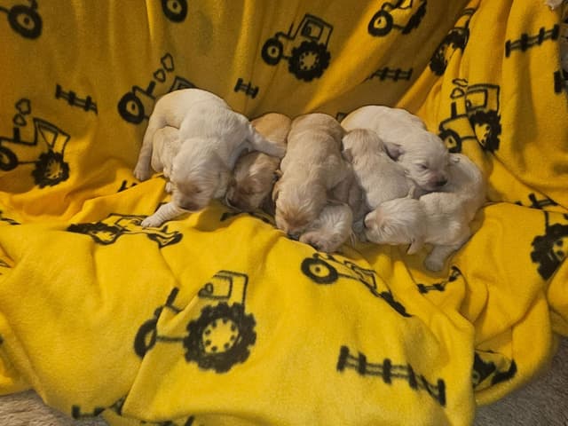 Golden Retriever Puppies media 5