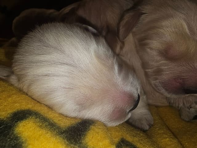 Golden Retriever Puppies media 6