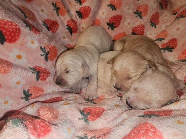 Golden Retriever Puppies media 7