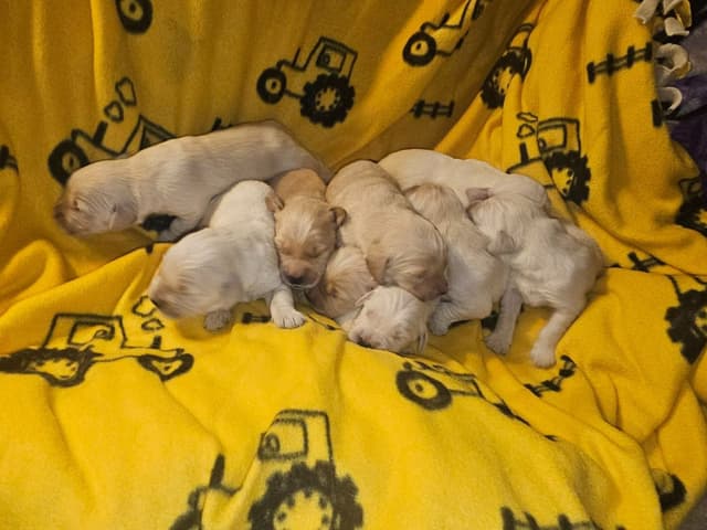 Golden Retriever Puppies media 8