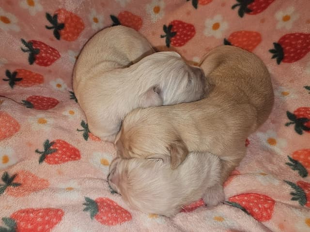 Golden Retriever Puppies media 9