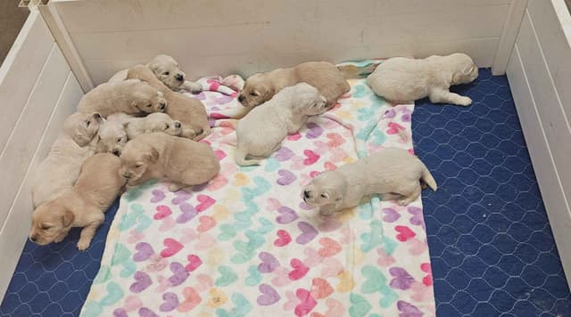 Golden Retriever Puppies media 11