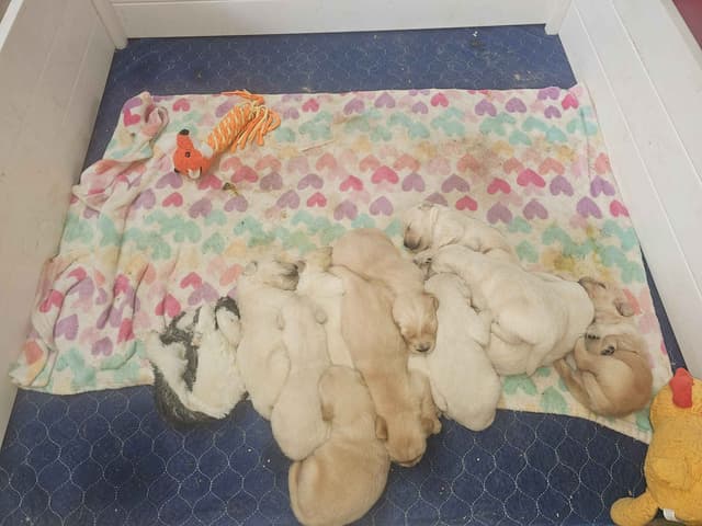 Golden Retriever Puppies media 12