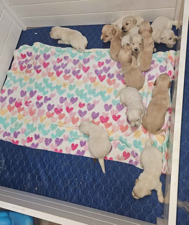 Golden Retriever Puppies media 13