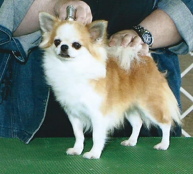 Chihuahua Puppies breeder image 1