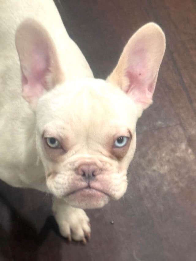 French Bulldog Puppies media 2