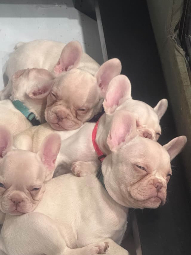 French Bulldog Puppies media 4