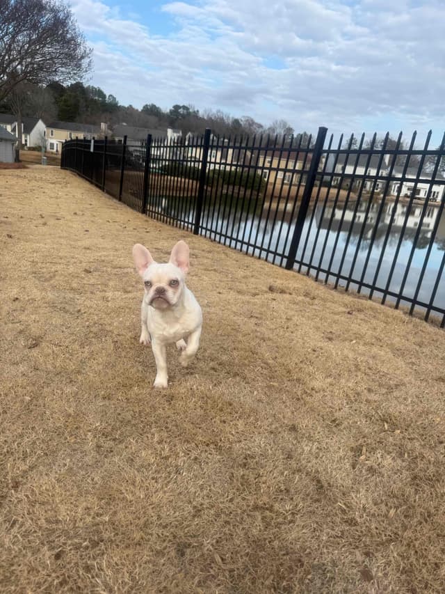 French Bulldog Puppies media 3