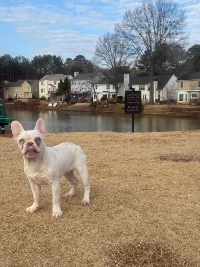 French Bulldog Puppies media 6