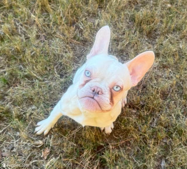 French Bulldog Puppies media 7