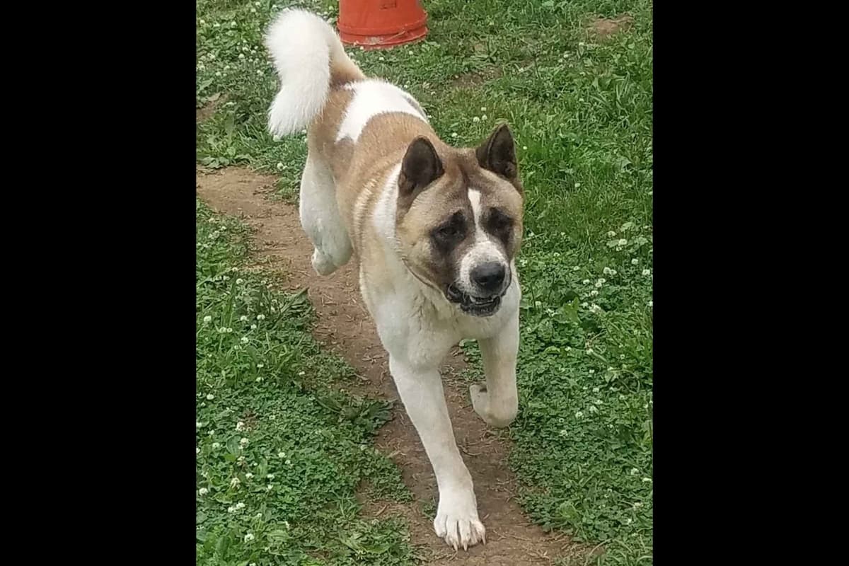Akita Puppies breeder image 5
