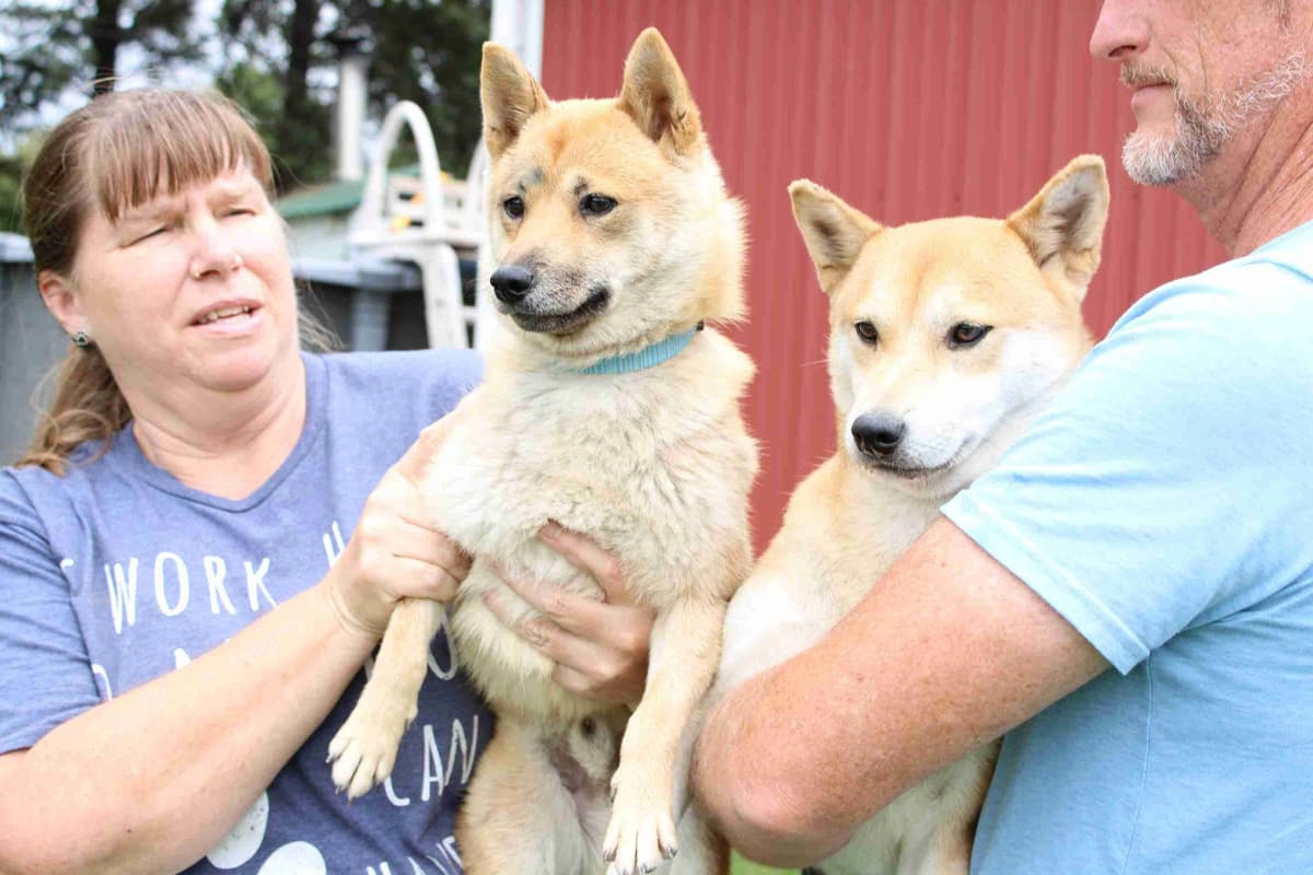 Akita Puppies breeder image 4