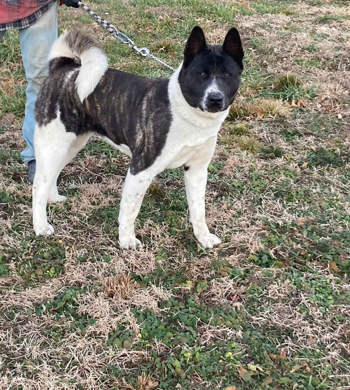Akita Puppies breeder image 6