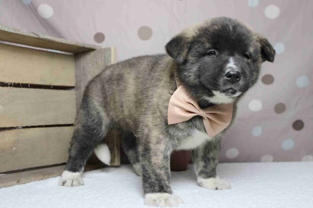 Akita Puppies media 2