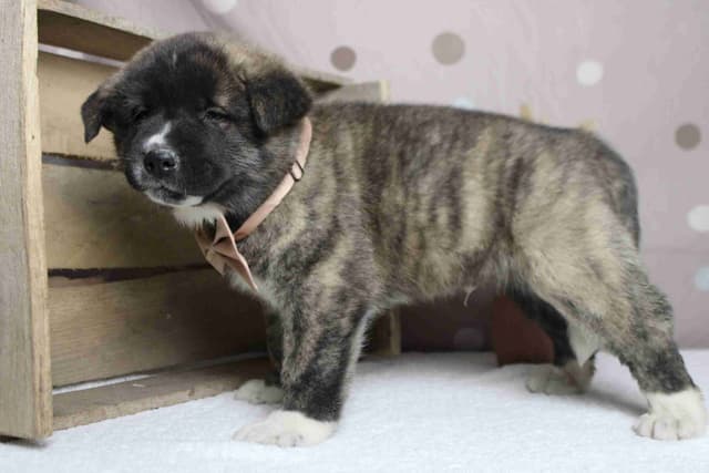 Akita Puppies media 3