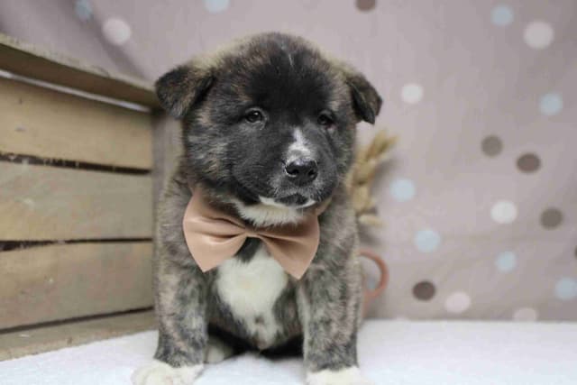 Akita Puppies media 4