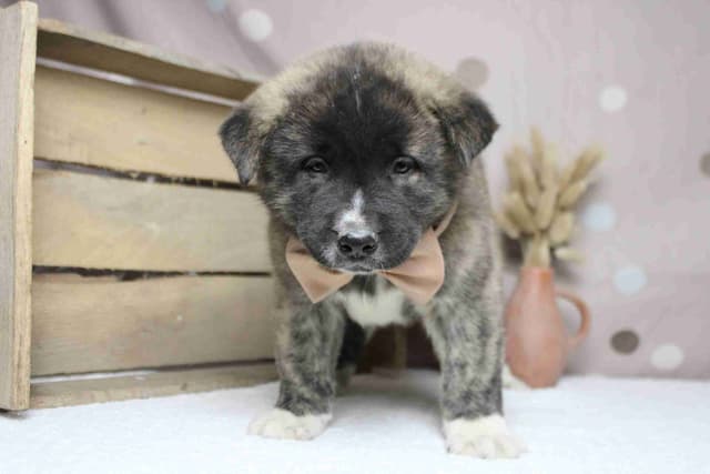 Akita Puppies media 5