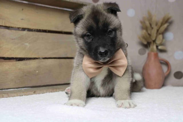 Akita Puppies media 6
