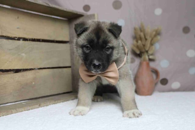 Akita Puppies media 7