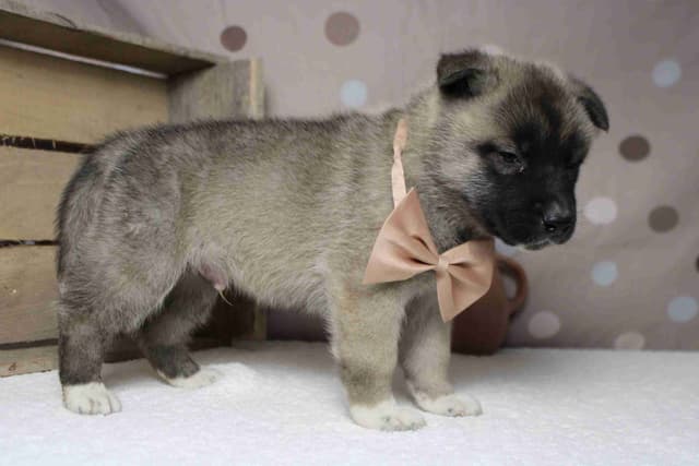 Akita Puppies media 10