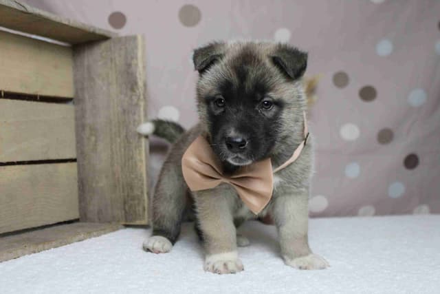 Akita Puppies media 11