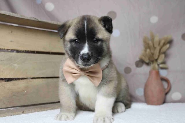 Akita Puppies media 12