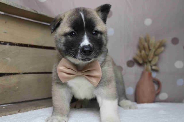 Akita Puppies media 13