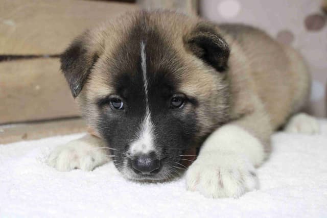 Akita Puppies media 14