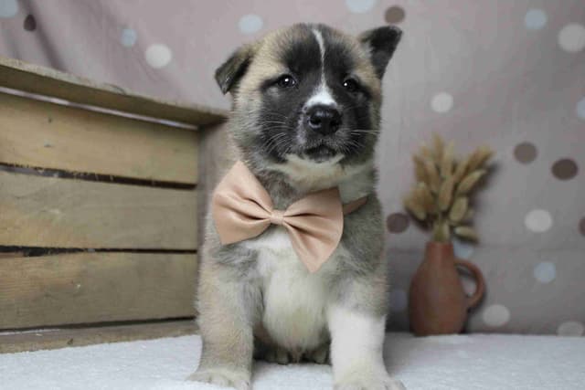 Akita Puppies media 15
