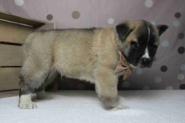 Akita Puppies media 16