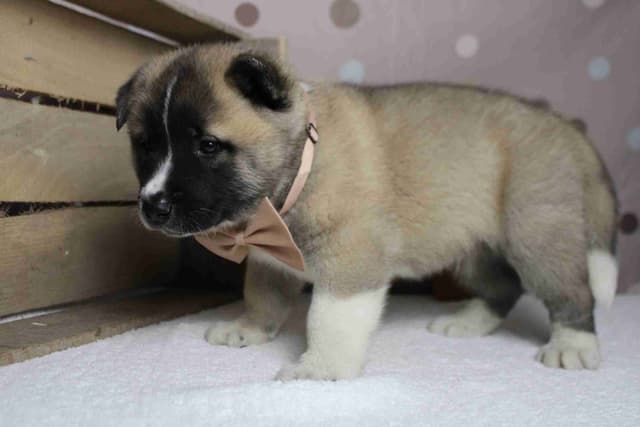 Akita Puppies media 17