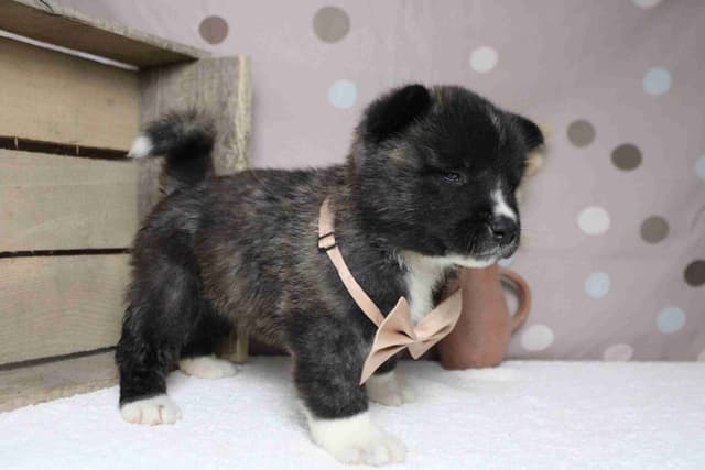 Akita Puppies media 19