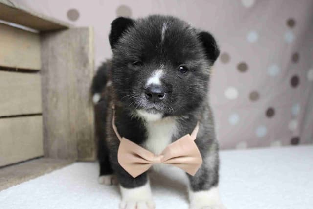 Akita Puppies media 20