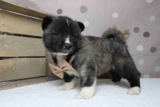 Akita Puppies media 22