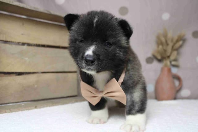 Akita Puppies media 23