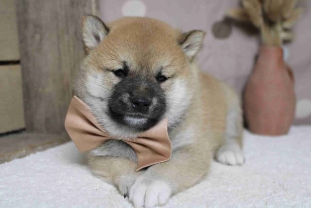Shiba Inu Puppies media 2