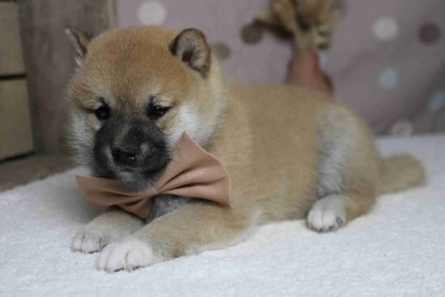 Shiba Inu Puppies media 3